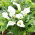 Zantedeschia, Calla – Kalla, Kalia Biała - 1 cebula