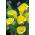 Calla Cream - 1 cebulka