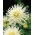 Dalia kaktusowa biała - Dahlia cactus White