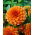 Dalia pomarańczowa - Dahlia Orange