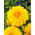 Dalia żółta - Dahlia Yellow