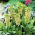 Eukomis dwubarwny - Eucomis bicolor - 2 cebule