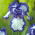 Kosaciec, Irys - Blue and White