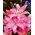 Lilia azjatycka różowa - Pink - 1 cebula