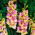 Gladiolus - Mieczyk Mon Amour - 5 cebulek