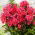 Floks (Phlox) - Płomyk wiechowaty - Tequila Sunrise - 1 szt.