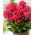 Floks (Phlox) - Płomyk wiechowaty - Tequila Sunrise - 1 szt.
