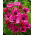 Zawilec Sylphide, Anemon - 40 bulw