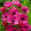 Zawilec Sylphide, Anemon - 8 bulw