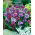 Babiana Kew Hybrids - mix kolorów - 10 cebulek