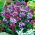 Babiana Kew Hybrids - mix kolorów - 10 cebulek