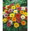 Gazania wielkokwiatowa - 125 nasion