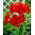 Hipeastrum - Amarylis - Red Peacock - 1 cebula