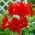 Hipeastrum - Amarylis - Red Peacock - 1 cebula