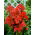 Floks (Phlox) - Płomyk wiechowaty pomarańczowy - 1 kłącze