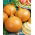 Cebula Yellow Sweet Spanish - słodka, hiszpańska cebula - 1250 nasion
