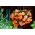 Begonia pachnąca - Aromantics - 2 szt.