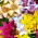 Lilia mix - 3 szt