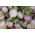 Rzepa pastewna Rogowska - 100 g