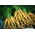 Marchew pastewna Lobo - 200 g