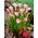 Calla Rehmannii