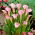 Calla Rehmannii