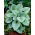 Brunera Silver Wings - Brunnera Macrophylla Silver Wings- 1 szt.