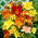 Liliowiec - mix odmian