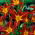 Liliowiec Autumn Red