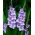 Mieczyk Blue Tropic - 5 szt.