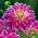 Dalia - Purple Explosion