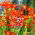 Krokosmia Red King - czerwona - 10 szt.