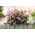 Pelargonia bluszczolistna Fuchsia F1 - fioletowa