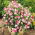 Groszek pachnący Pink Cupid - 24 nasion