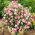 Groszek pachnący Pink Cupid - 24 nasion