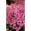 Diaskia Pink Queen - 450 nasion