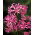 Nerine - Nerine Bowdenii - 2 cebule