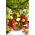 Begonia zwisająca, kaskadowa - kolorowy mix - 2 bulwy