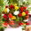 Begonia zwisająca, kaskadowa - kolorowy mix - 2 bulwy
