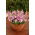 Diaskia Pink Queen - 450 nasion
