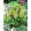 Eukomis dwubarwny - Eucomis bicolor - 2 cebule