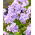 Floks (Phlox) - Płomyk wiechowaty - All In One - 1 kłącze
