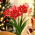 Hippeastrum, Amarylis, Zwartnica - Pasadena - 1 cebula