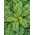Jarmuż Halbhoher grüner krauser - 50 gram - 15000 nasion