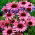 Echinacea - Jeżówka purpurowa - 1 kłącze