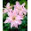 Lilia azjatycka pełna - Spring Pink