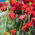 Mak biedronkowy Ladybird - 3080 nasion