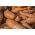 Marchew pastewna Krystyna - 200 g