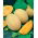 Melon Junior - miąższ pomarańczowy, gruby i aromatyczny - 35 nasion