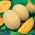 Melon Junior - miąższ pomarańczowy, gruby i aromatyczny - 35 nasion